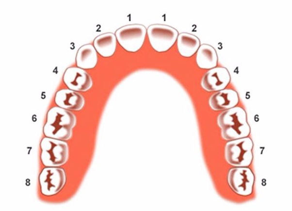 Răng số 1 thuộc nhóm răng cửa.