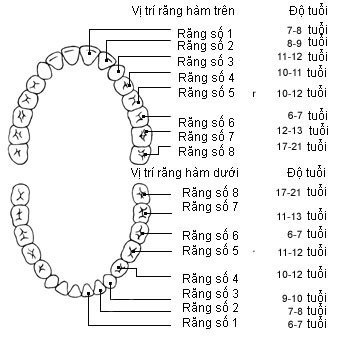 Sơ đồ các vị trí của răng và độ tuổi thay răng sữa tương ứng