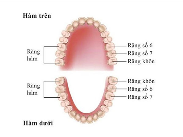 Răng hàm là răng gì?